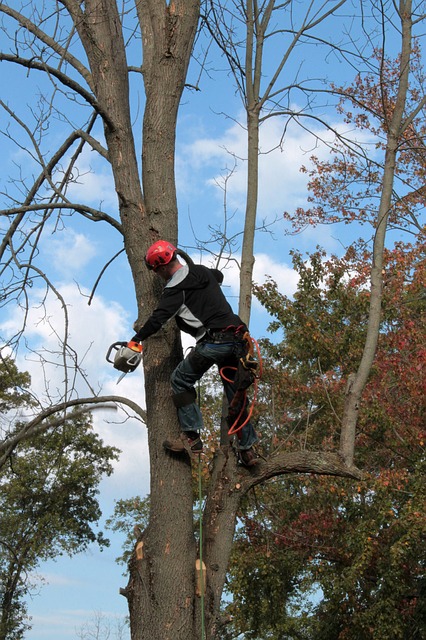 The photo shows an image of arborist in Chino Hills, Ca.