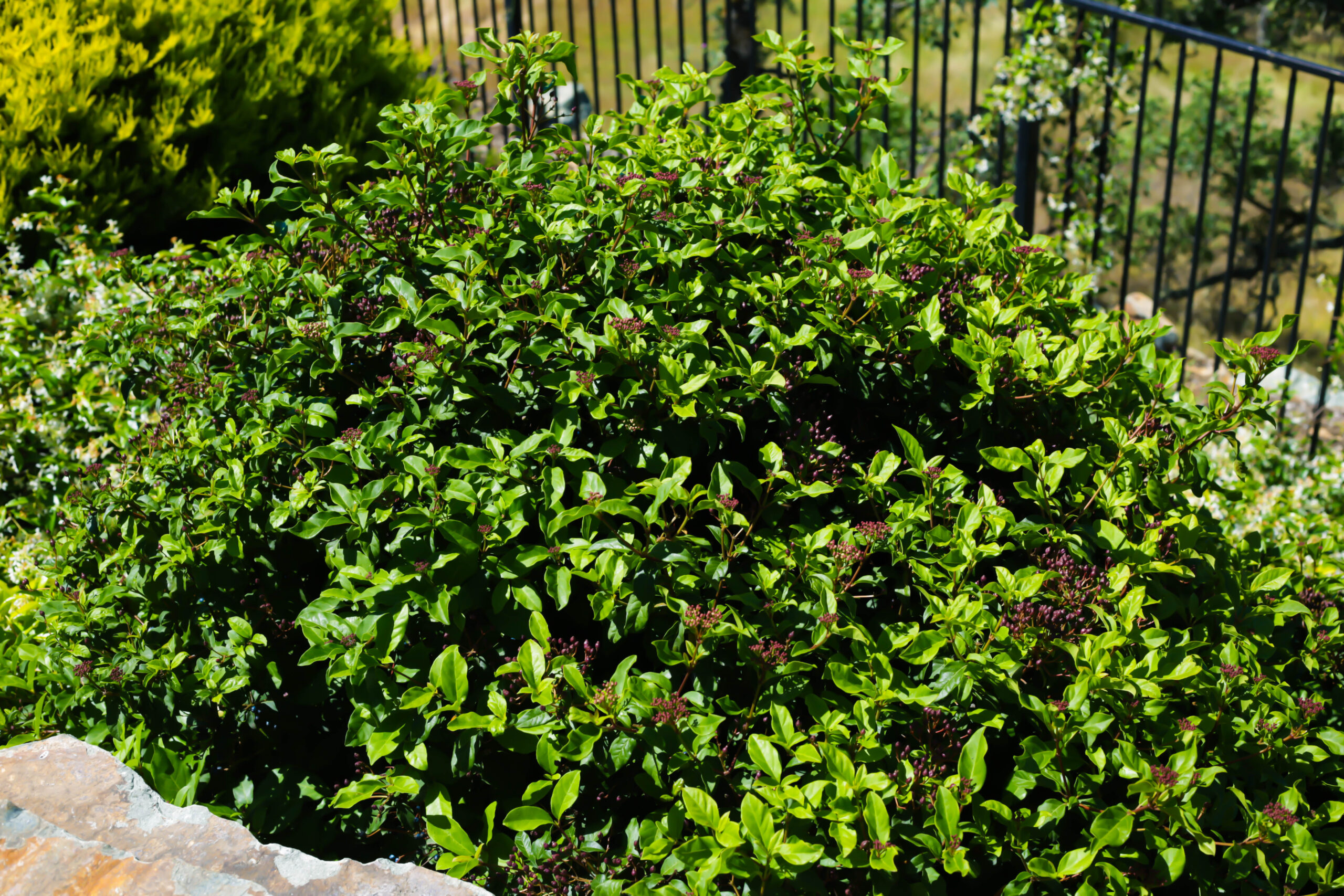 this image shows bush trimming in chino hills, ca