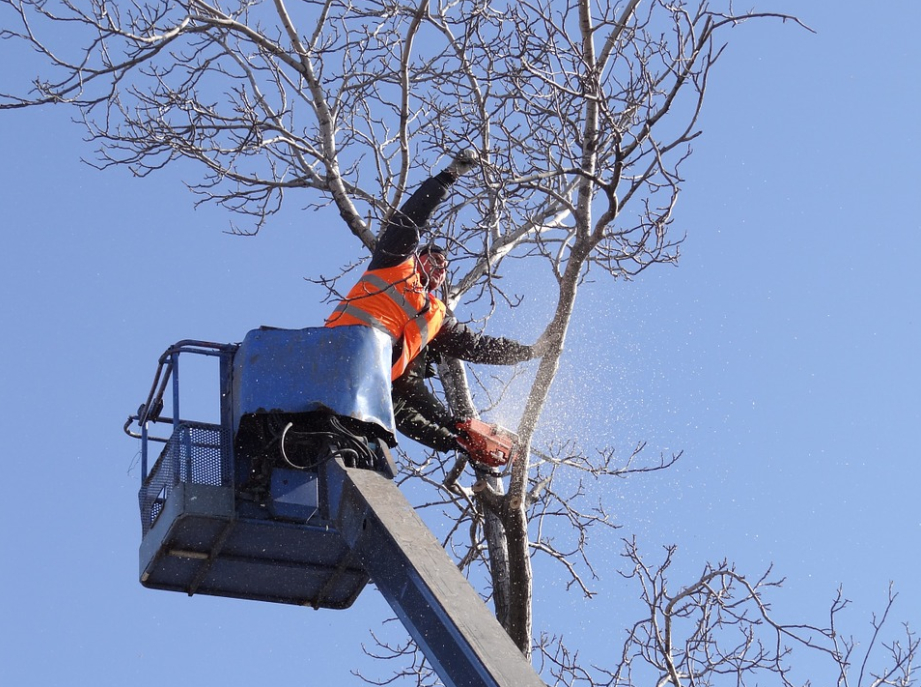 this image shows chino hills emergency tree service