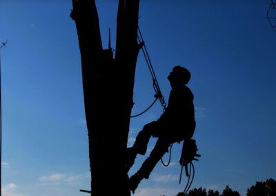 this image shows chino hills tree cabling