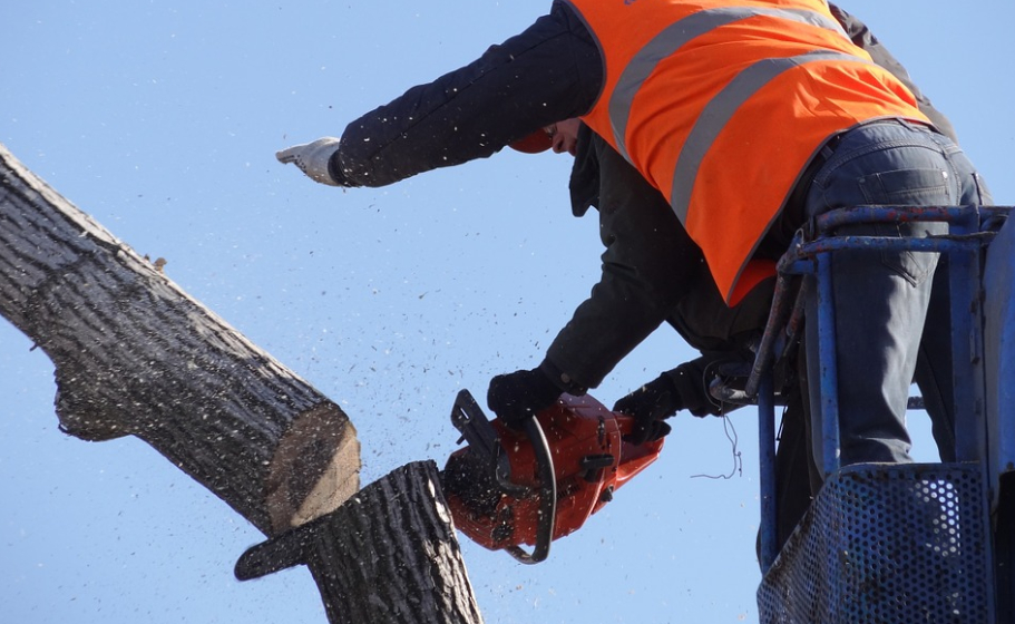 this image shows tree cutting service in chino hills ca