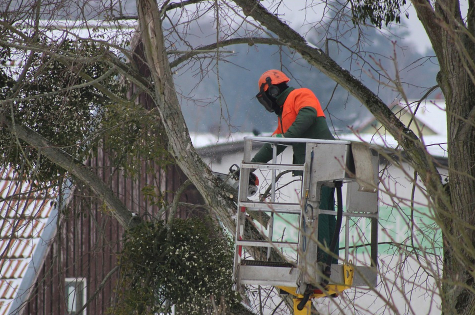 this picture shows tree pruning in chino hills ca