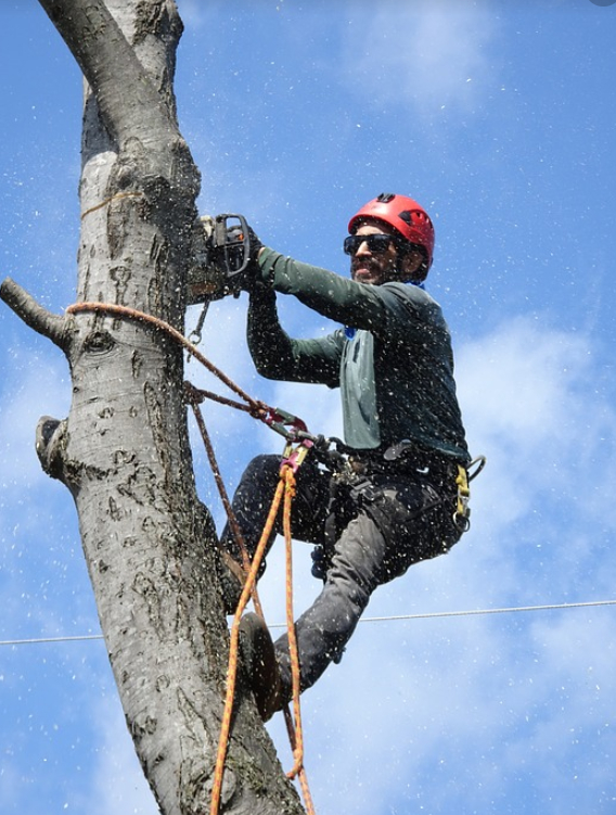 this is an image of tree removal in chino hills, ca