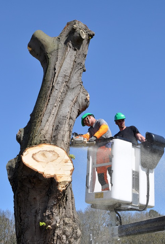 An image of stump removal in Chino Hills, CA.