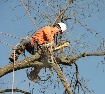 An image of tree service in Chino Hills, CA.
