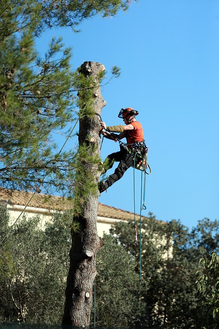 An image of tree service in Chino from Chino Hills, CA.