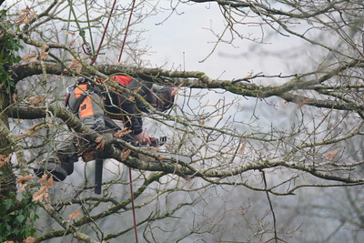 The photo shows the tree service in Diamond Bar from Chino Hills, Ca.