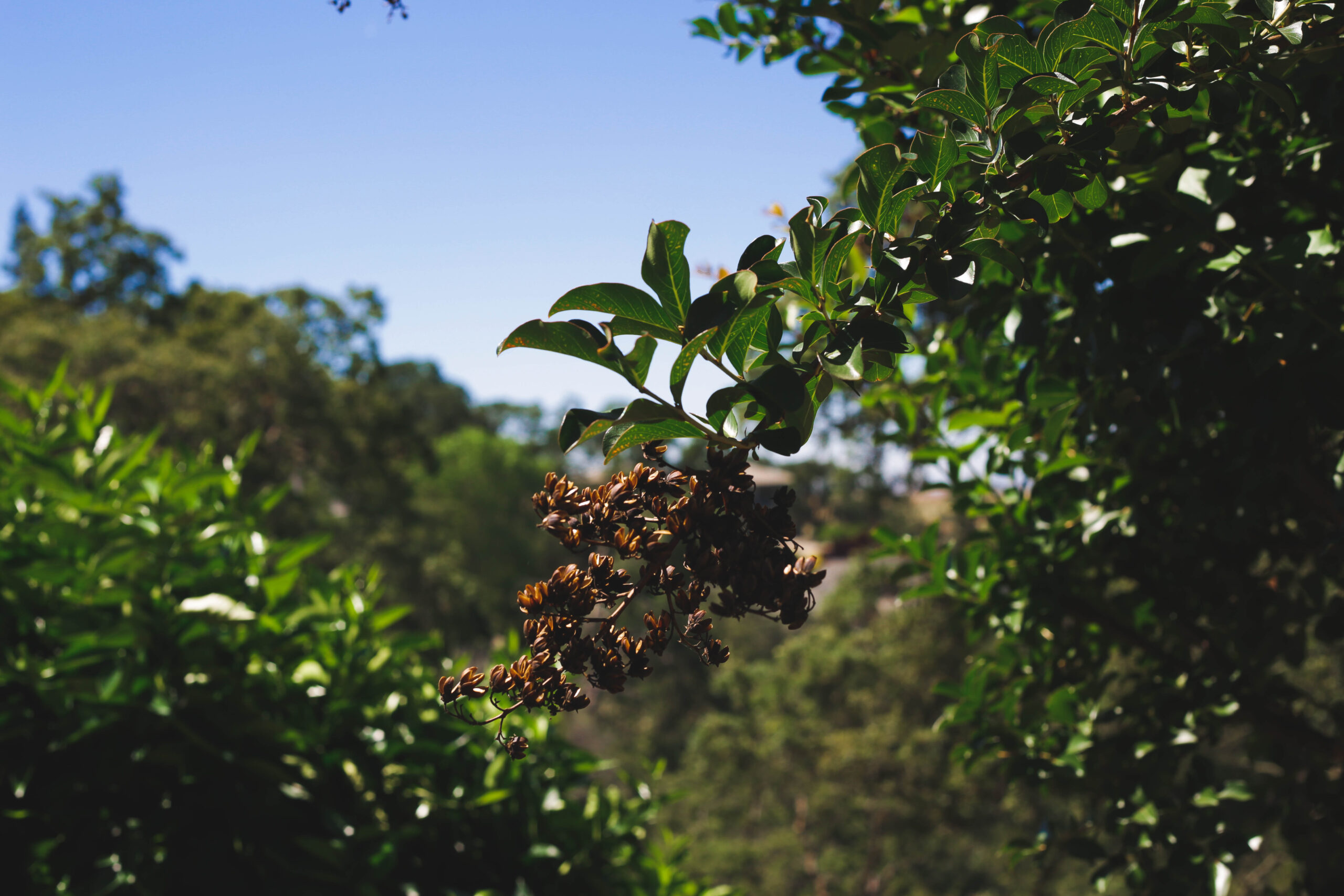 a picture of tree service in Rowland Heights