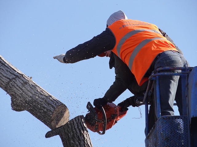 This photo shows tree service in Walnut from Chino Hills, CA.