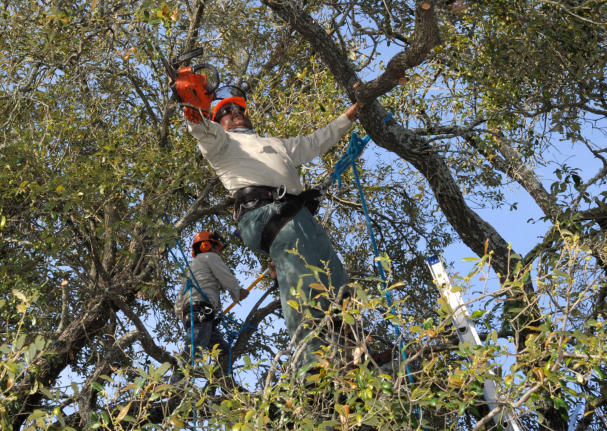 this is a picture of tree lopping in Chino Hills, CA